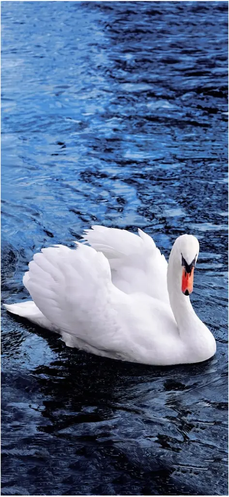 schoener schwan schwimmt auf blauem wasser