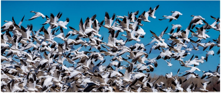 schwarm fliegender voegel im klaren himmel