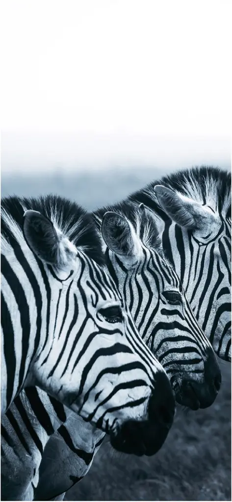 schwarz weisse zebras in harmonischer darstellung