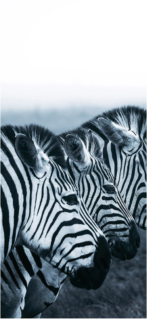 schwarz-weisse-zebras-in-harmonischer-darstellung