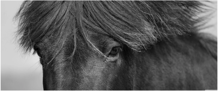 schwarzes pferd mit ueppiger maehne in schwarz weiss