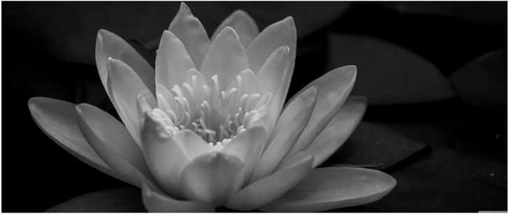 seerose in schwarz weiss naturliche eleganz