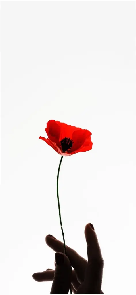 silhouette einer hand mit roter blume vor weisssem hintergrund
