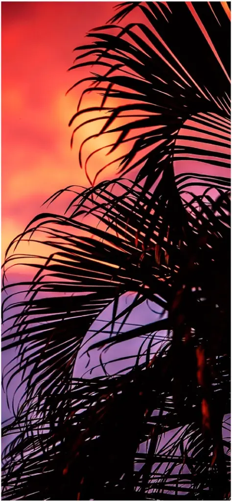silhouette von palmenblaettern bei sonnenuntergang