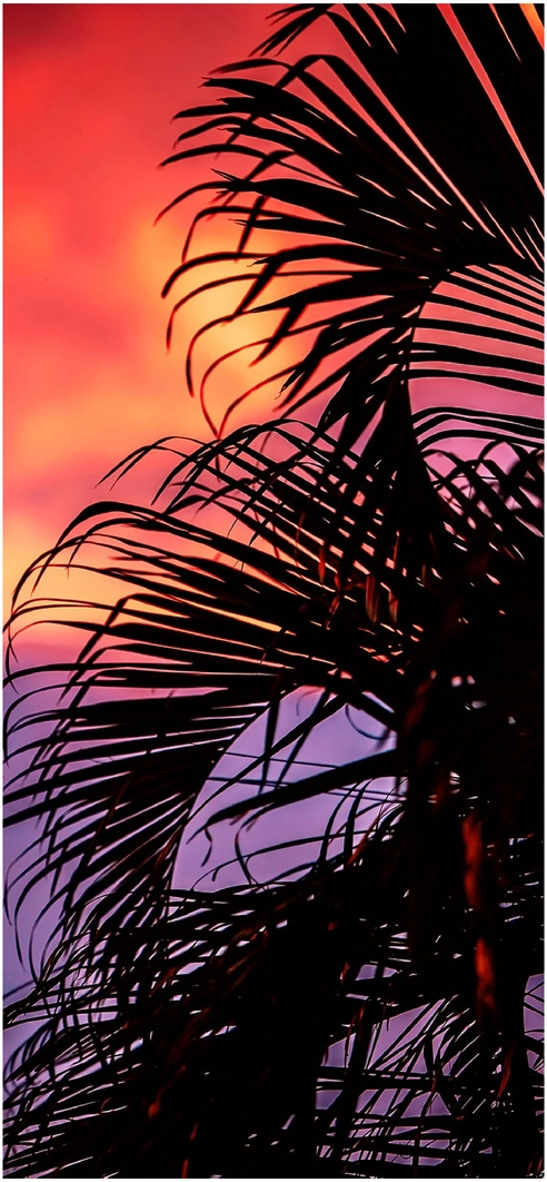 silhouette-von-palmenblaettern-bei-sonnenuntergang