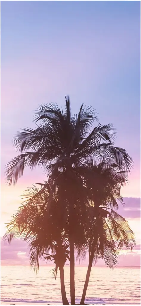 silhouetten palme vor sonnenuntergang am strand