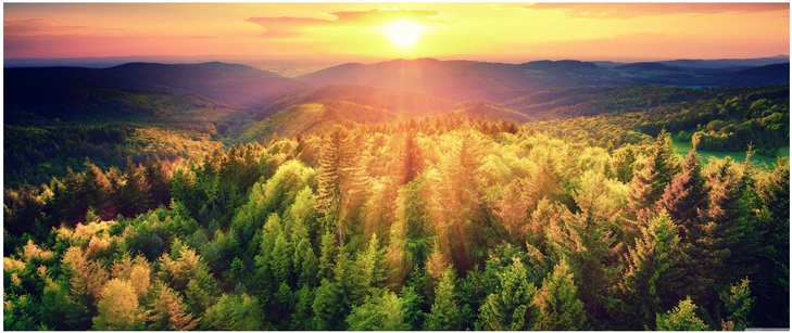 sonnenuntergang ueber einem ueppigen wald