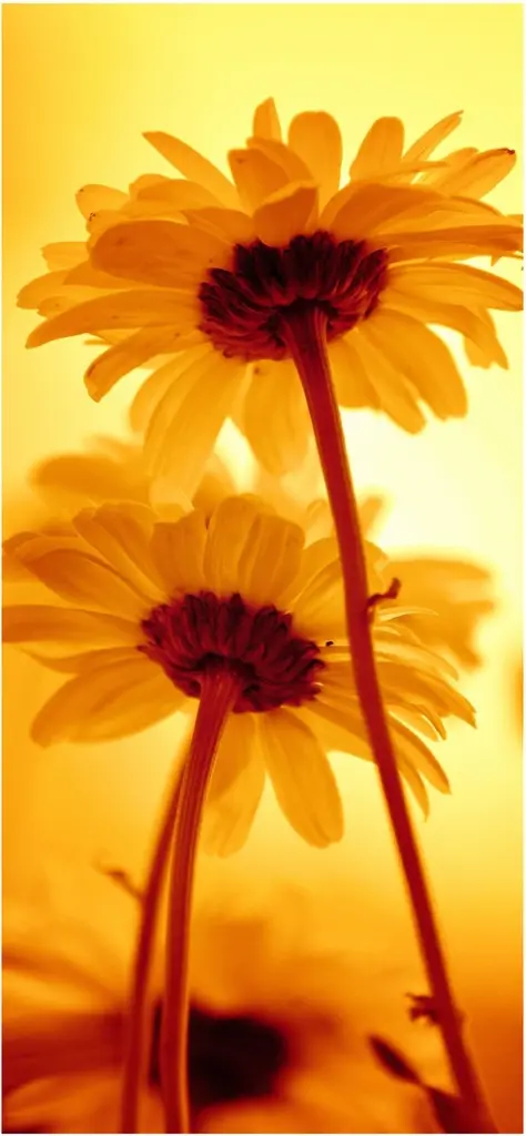 strahlende gelbe blumen in warmem licht