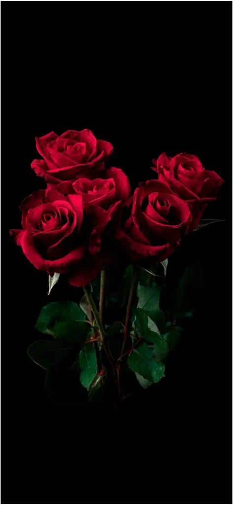 strauss roter rosen vor dunklem hintergrund