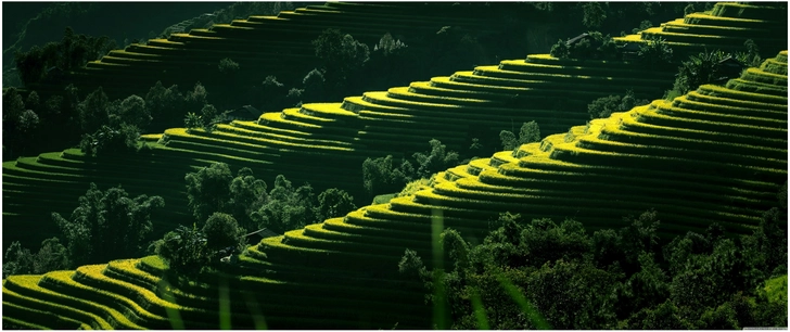 terrassierte felder in der natur mit sonnenlicht