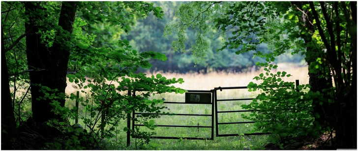 tor zur natur im sommer mit gruenen pflanzen