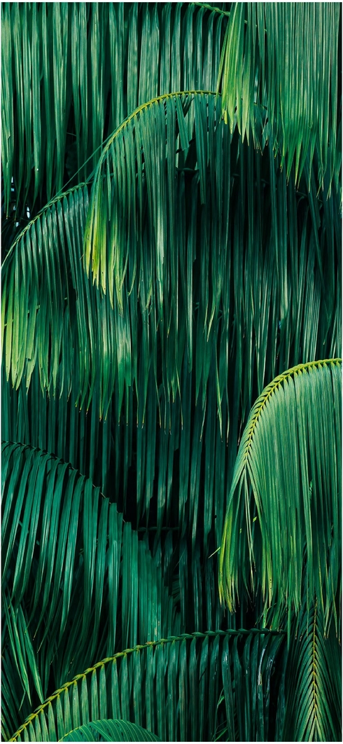 tropische-palmblaetter-in-sattem-gruen