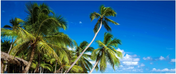tropische palmen unter klarem blauen himmel