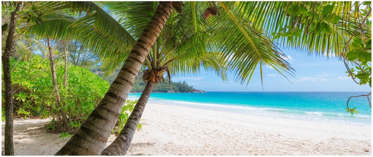 tropischer strand mit palmbaeumen und weissem sand