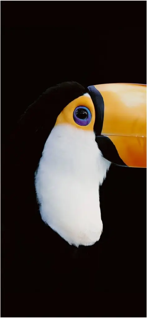 tukan mit leuchtendem schnabel auf schwarzem hintergrund