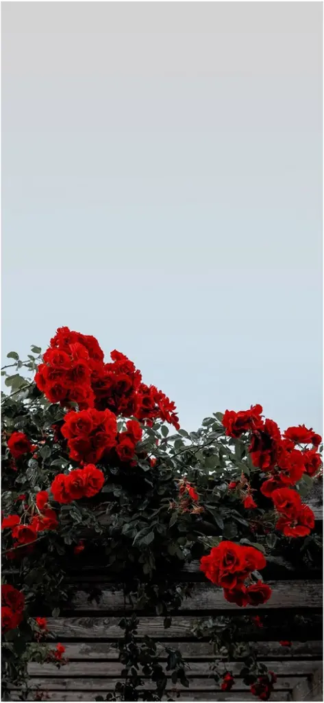 ueppige rote rosen vor klarem himmel