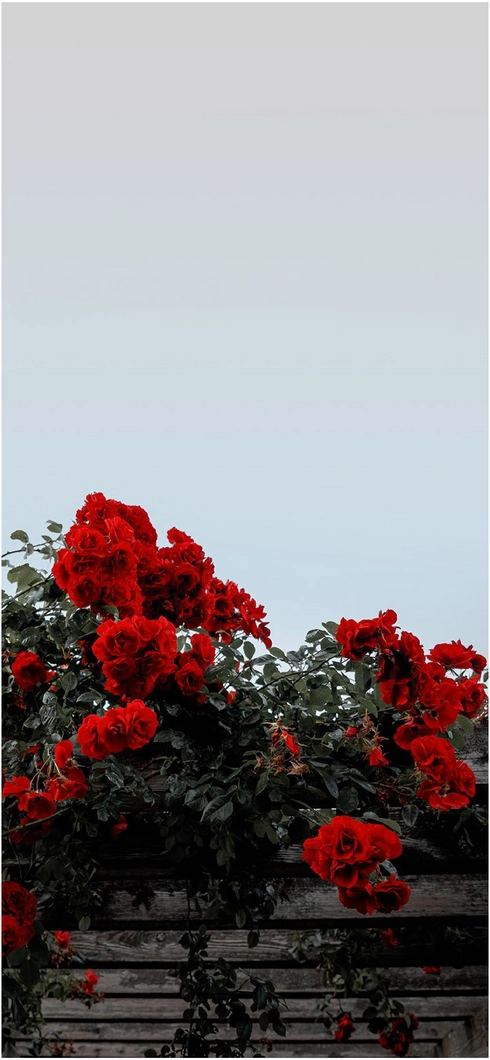 ueppige-rote-rosen-vor-klarem-himmel
