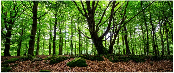 ueppiger wald mit gruenen baeumen und laub