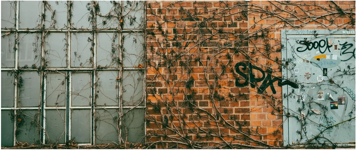 verfallene wand mit pflanzen und graffiti