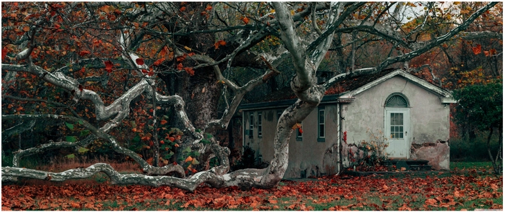 verlassenes haus im herbst mit beeindruckendem baum