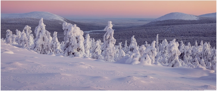 verschneite winterlandschaft mit fichten und sanften huegeln
