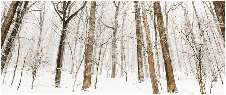 verschneiter wald majestaetische baeume im winter