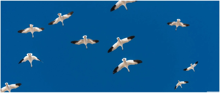 voegel im flug vor blauem himmel