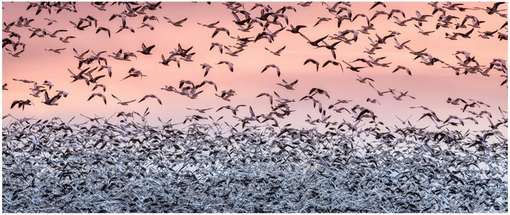 vogel migration im sonnenuntergang