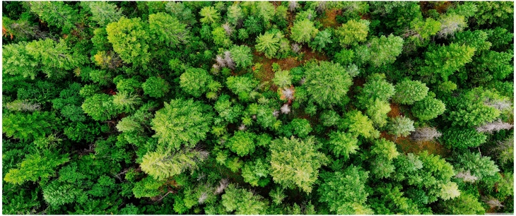 vogelperspektive dichter nadelwald natur ruhe landschaft