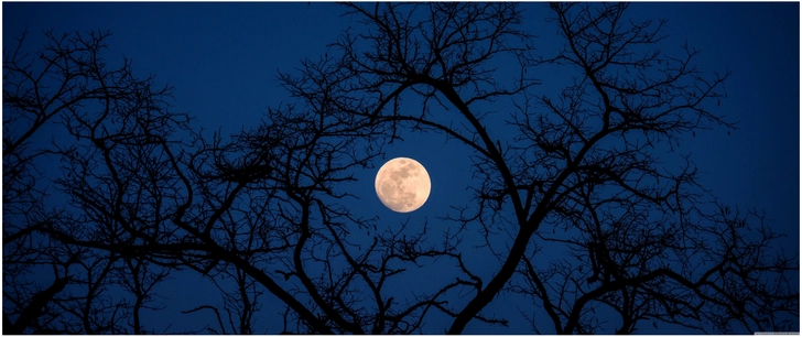 voller mond ueber duerren aesten im nachthimmel