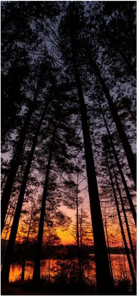 waldlandschaft bei sonnenuntergang mit lebendigen farben