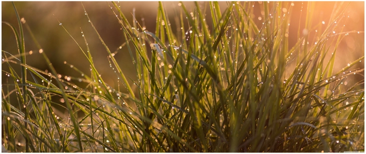 wassertropfen auf grashalmen im morgenlicht