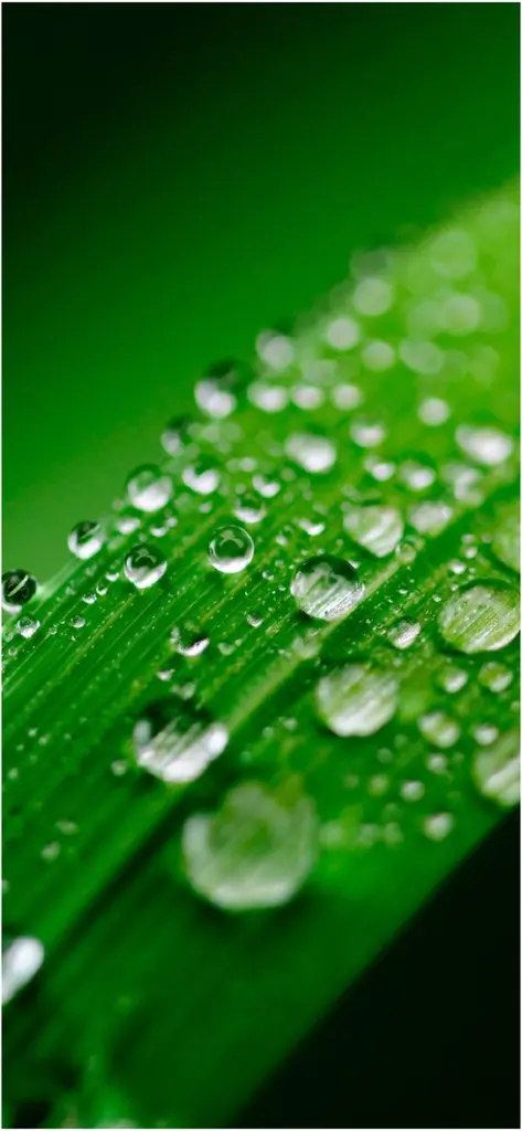 wassertropfen auf gruenen blaettern