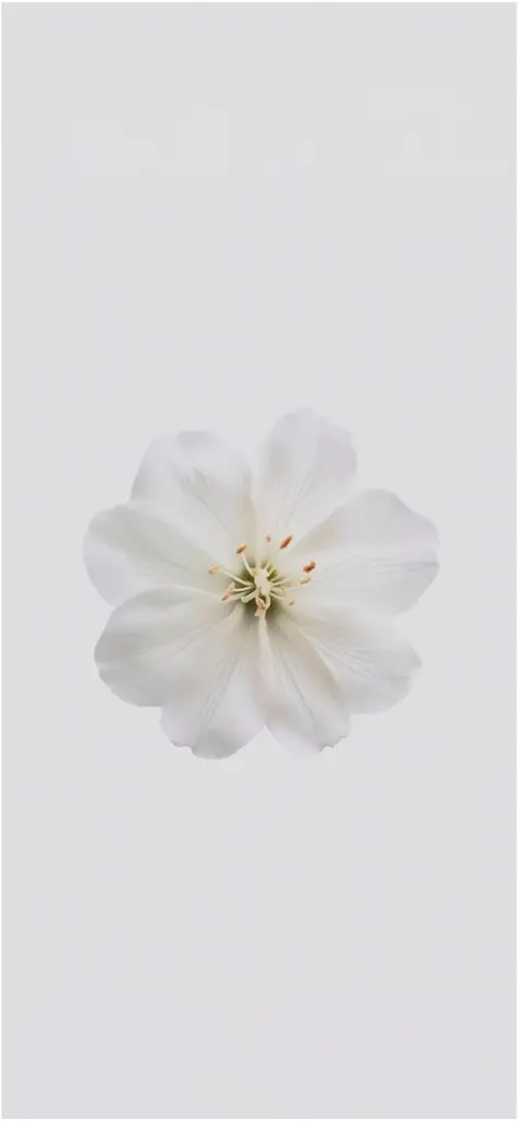 weisse blume auf weiss hintergrund