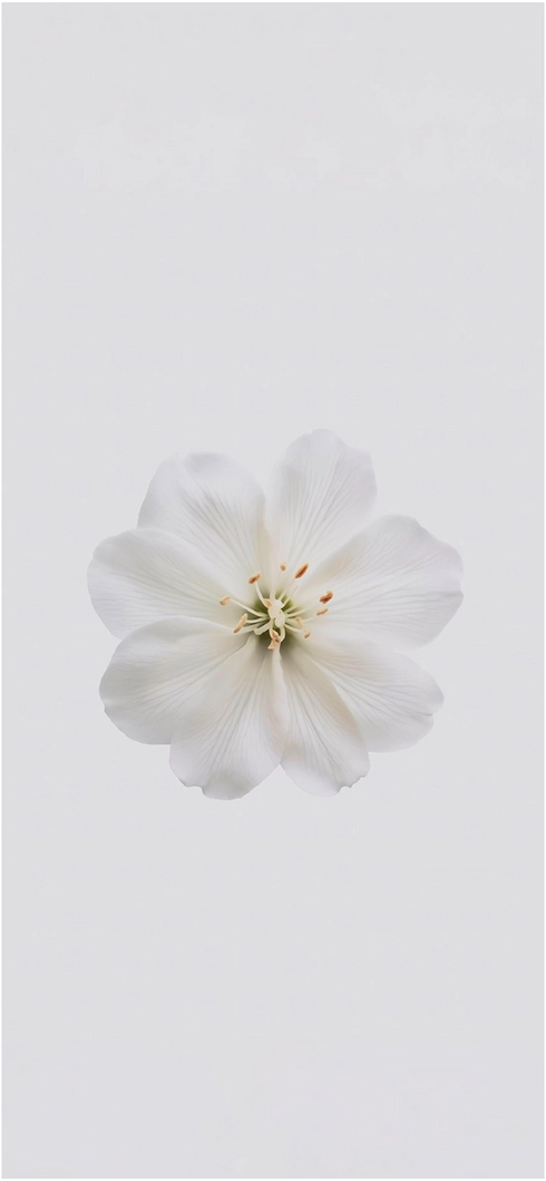 weisse-blume-auf-weiss-hintergrund