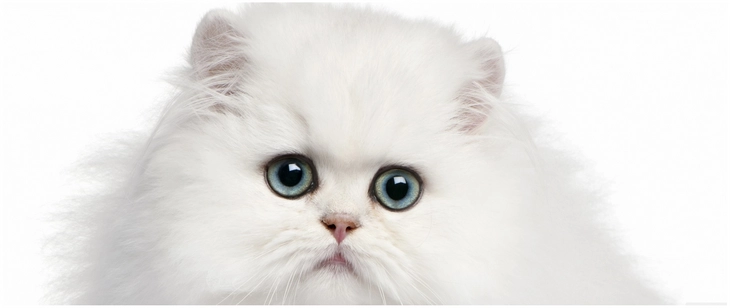 weisse flauschige perserkatze mit blauen augen