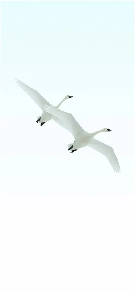 weisse schwan fliegende im blauen himmel