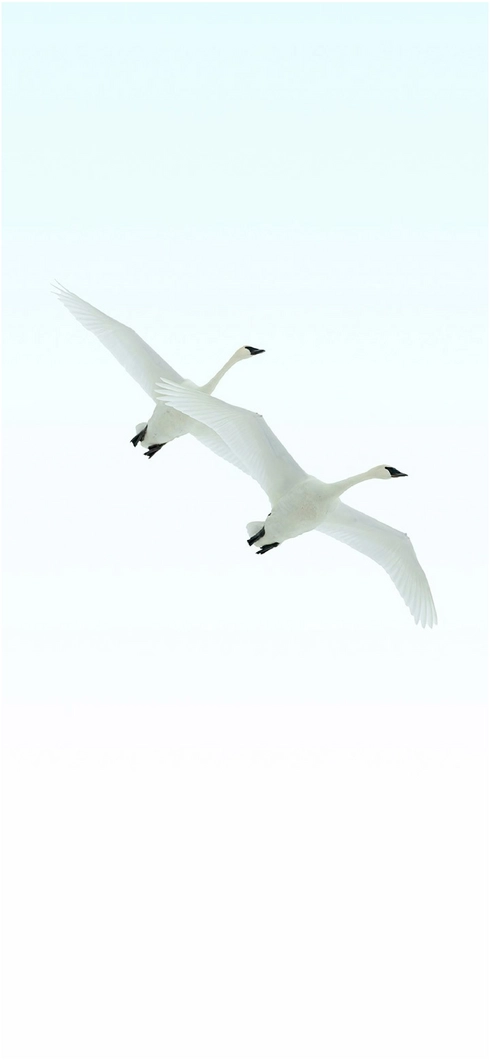 weisse-schwan-fliegende-im-blauen-himmel
