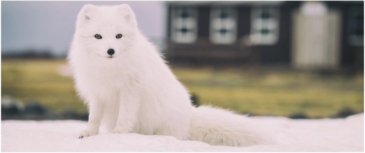 weisser fuchs in winterlandschaft