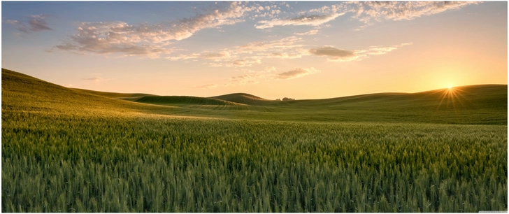 wheat fields im sonnenaufgang ueber sanfte huegel