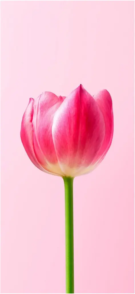 wunderschoene pinkfarbene tulpe auf rosa hintergrund
