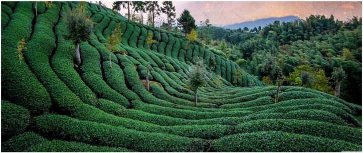 wunderschoene teeplantage in malerischer landschaft