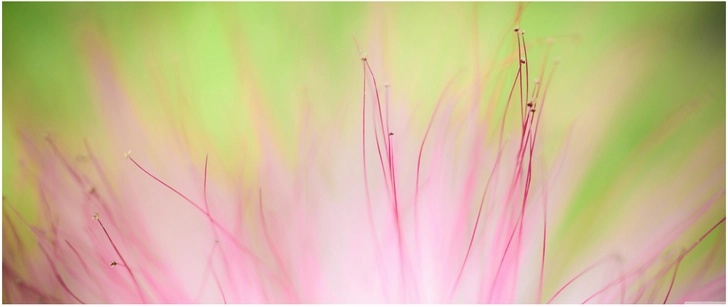 zarte bluetenstruktur in pink und gruen