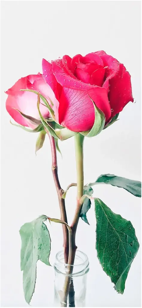 zarte pinke rosen mit frischen blaettern in glasbehaelter