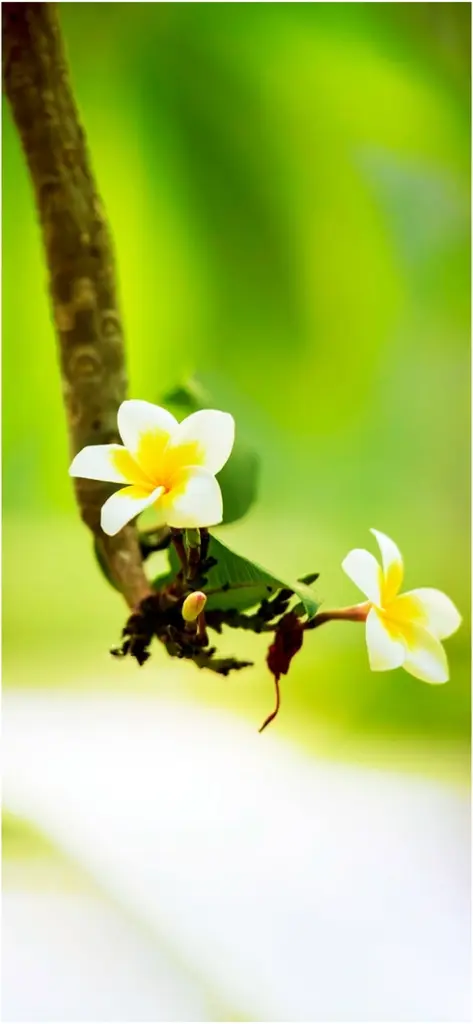zarte plumeria blueten vor gruenem hintergrund