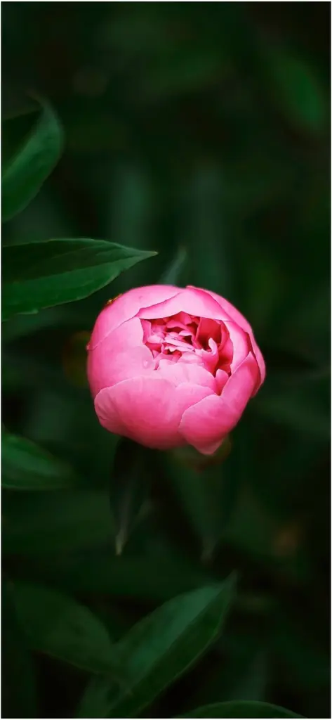 zarte rosa bluete inmitten gruener blaetter