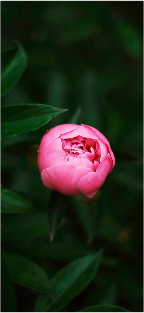 zarte-rosa-bluete-inmitten-gruener-blaetter