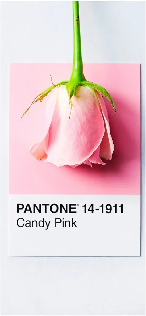 zarte rosa rose auf pinkem hintergrund pantone