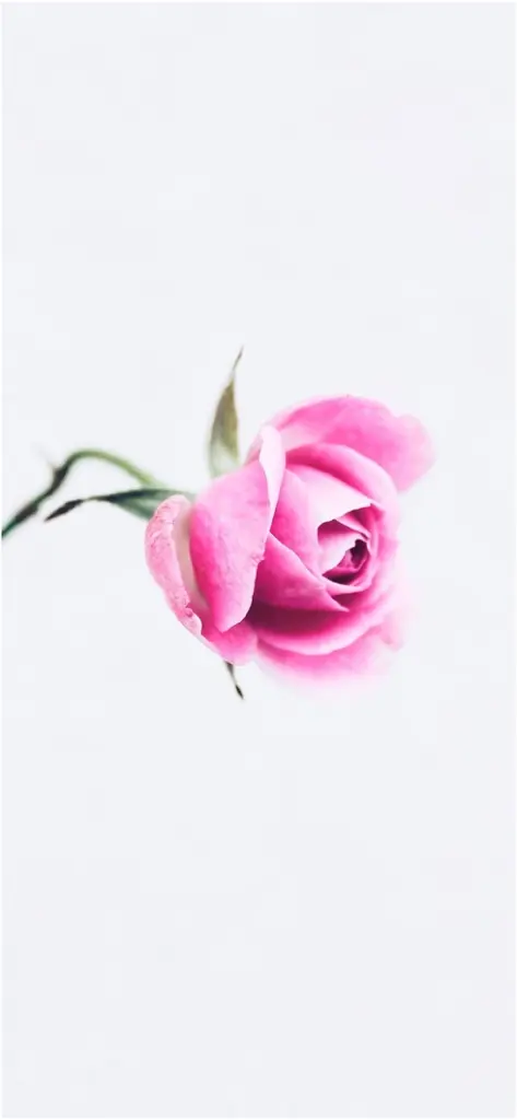 zarte rosa rose auf weissem hintergrund
