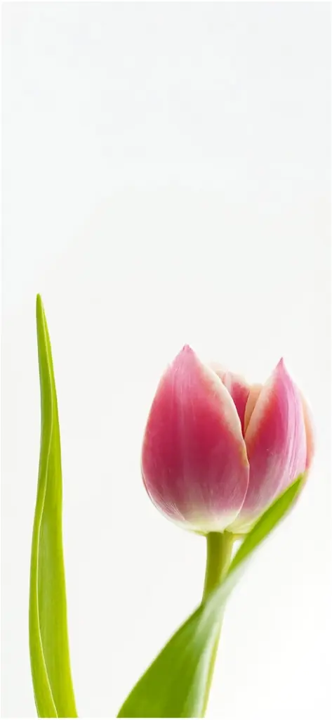 zarte rosa tulpe vor hellem hintergrund